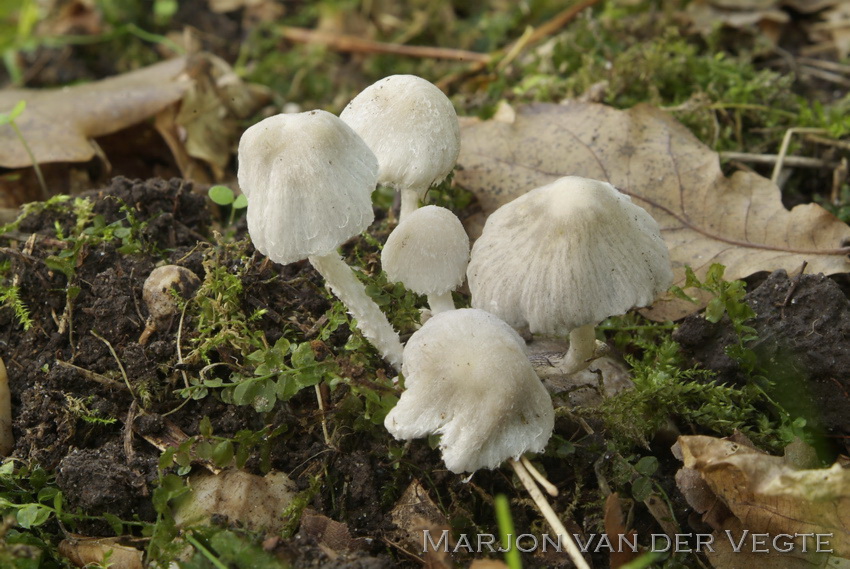 Witte franjehoed - Psathyrella vestita